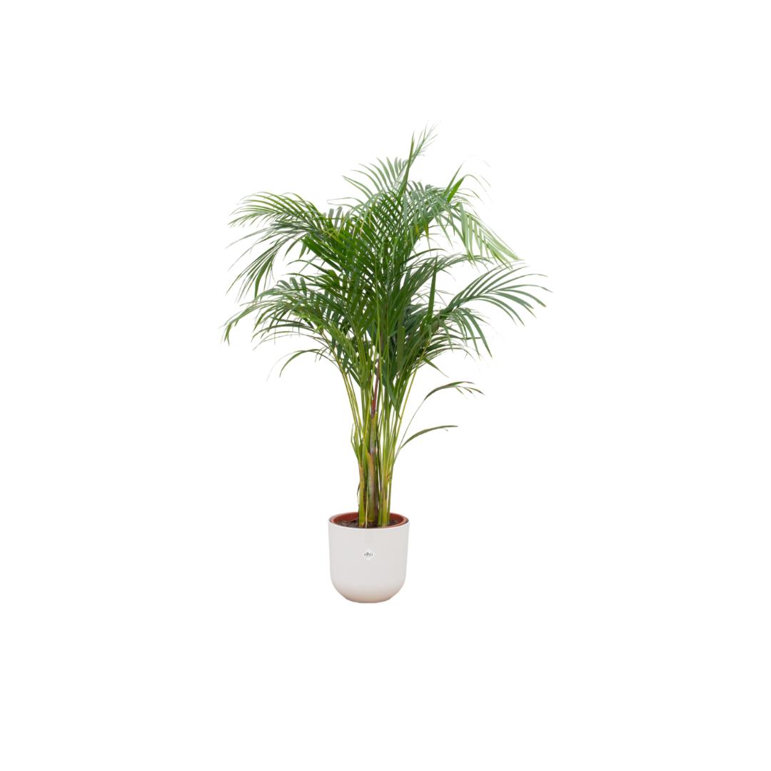 Kombi-Angebot - Areca-Palme inklusive elho Jazz Round weiß Ø26 - 140 cm