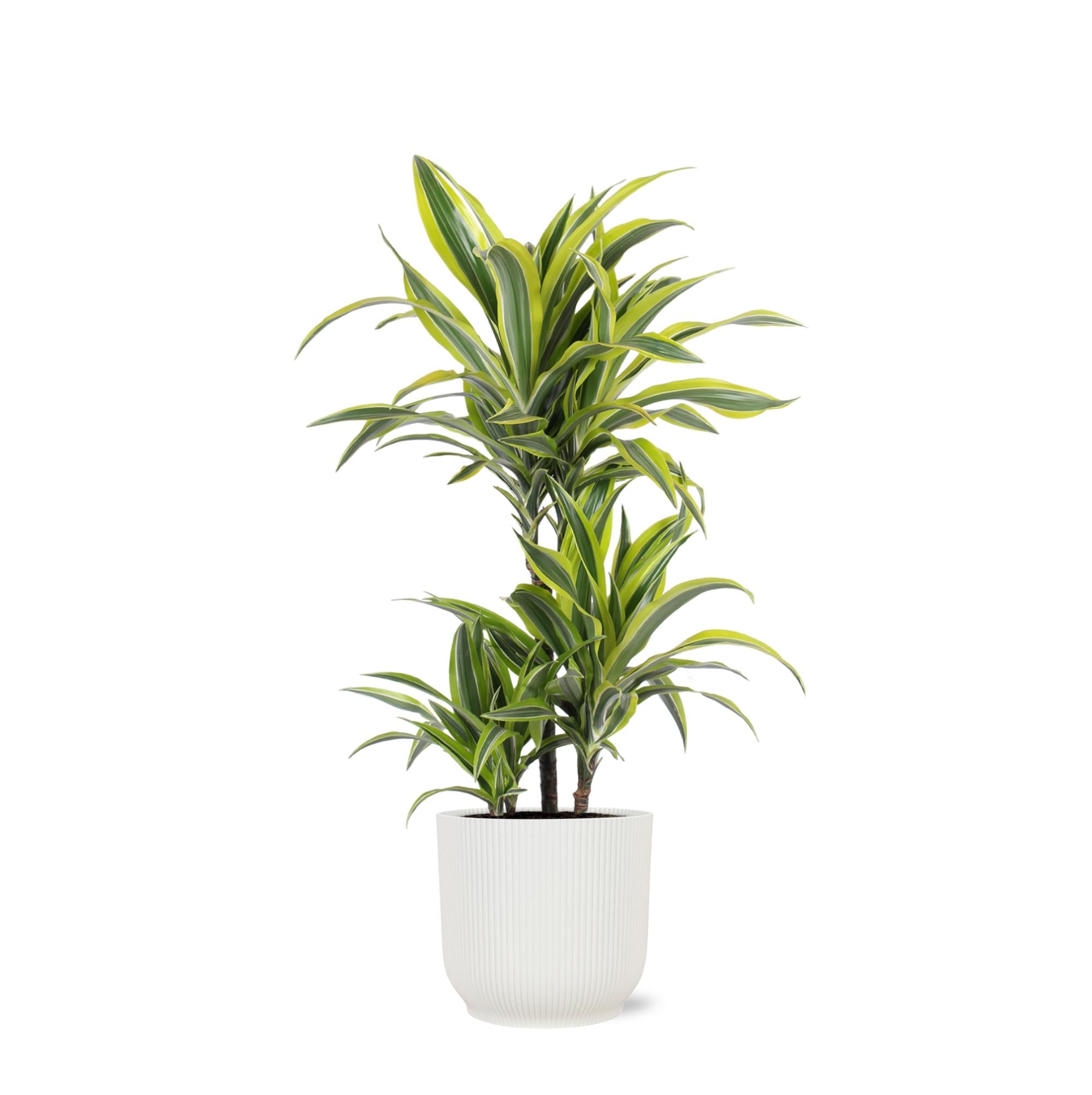 Dracaena Zitronenlimette Ø21cm - ↕65cm