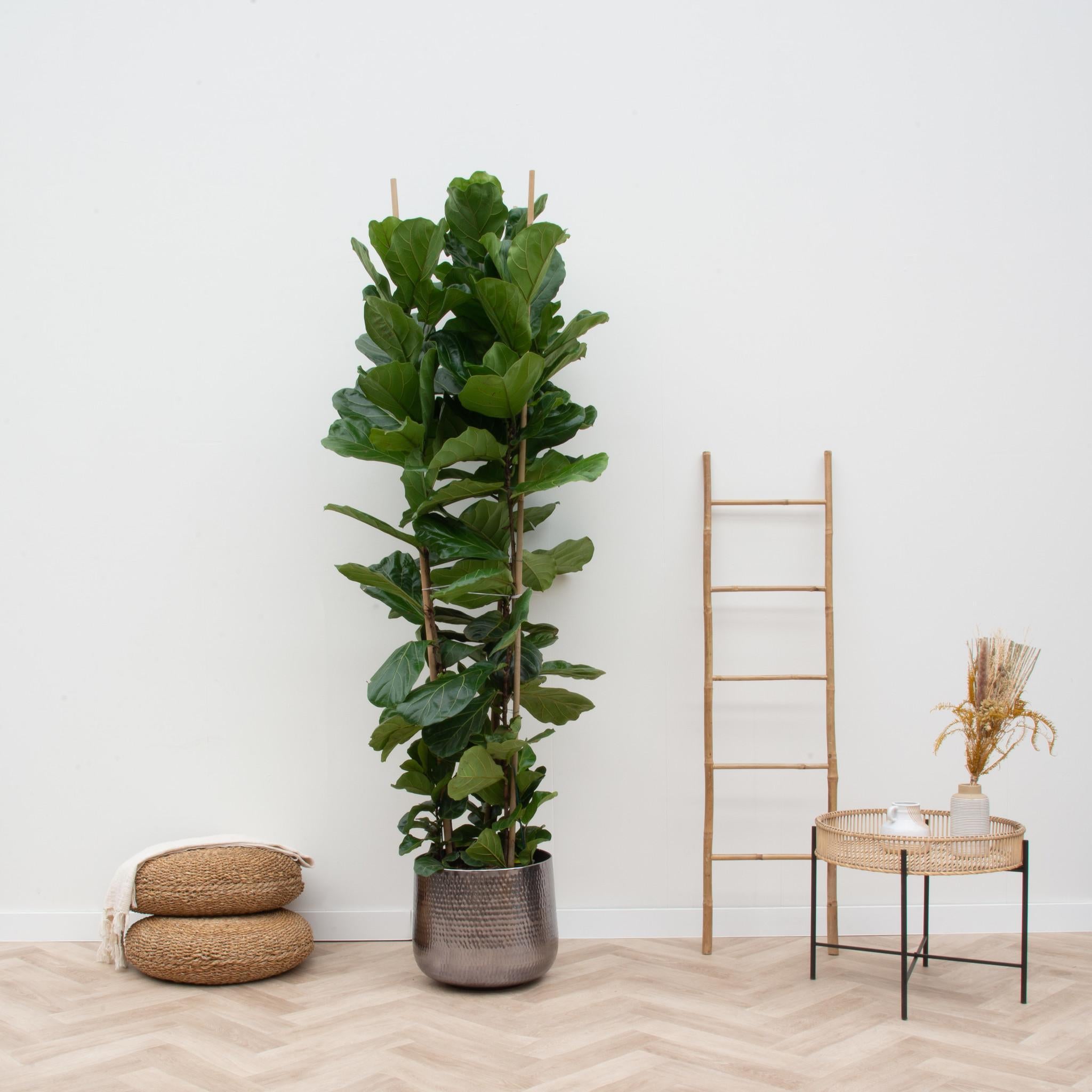 Ficus Lyrata Strauch XL – 230 cm – ø40