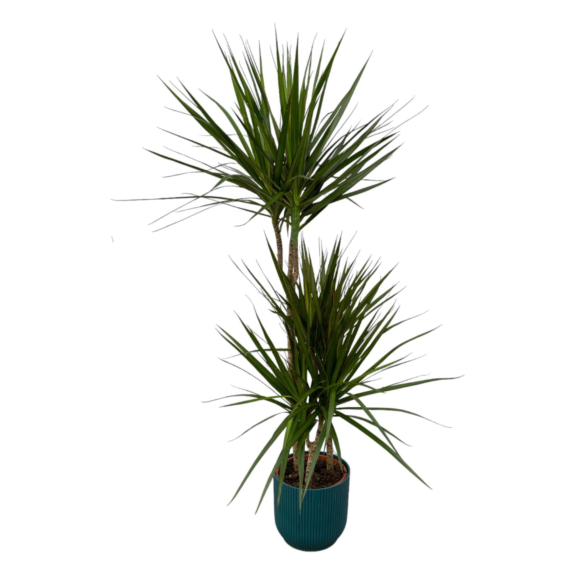 Dracaena Marginata - ↨120cm - Ø21cm including elho Vibes Fold Round blue D22xH20