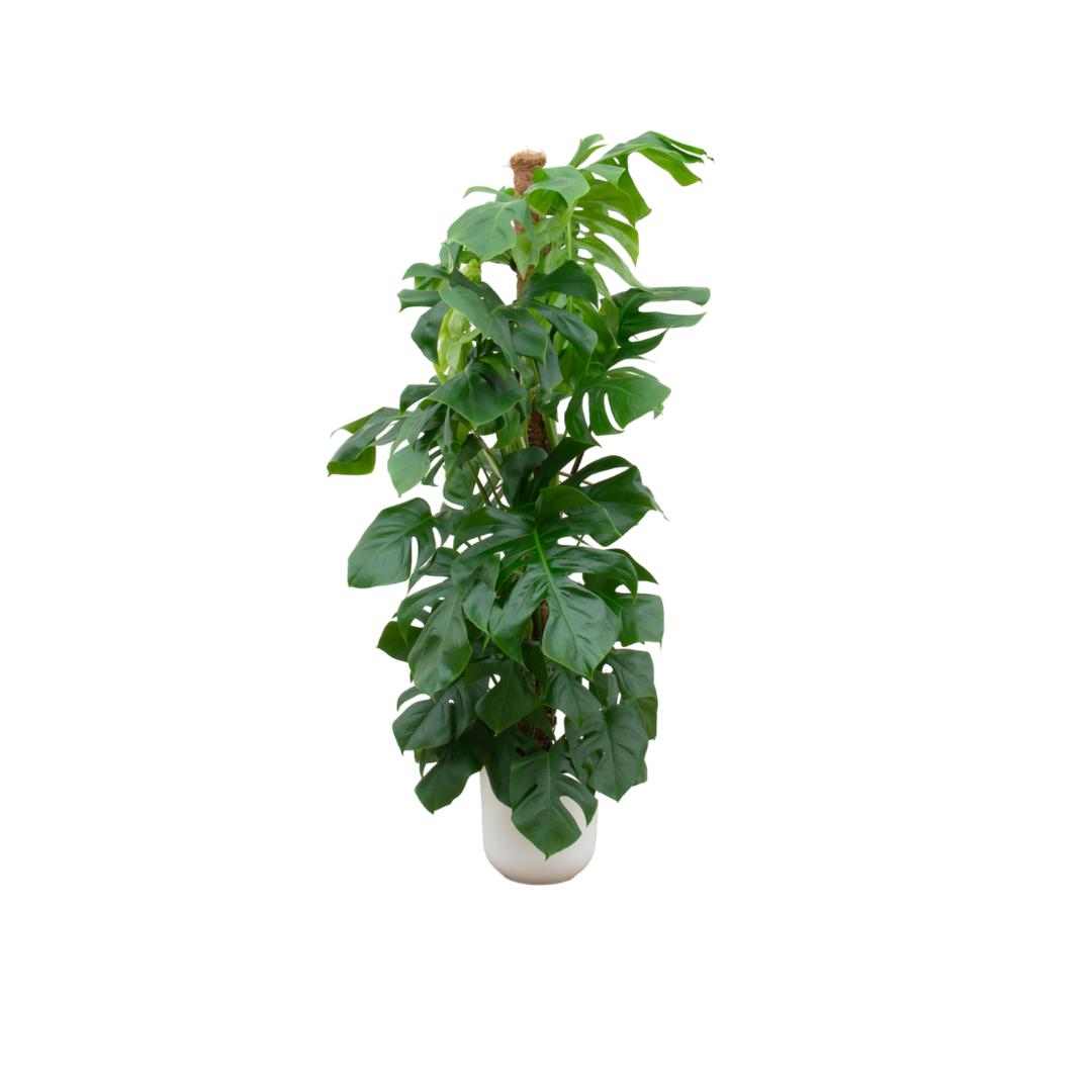 Combi deal - Monstera Pertusum XL including elho Jazz Round white Ø26 - 150 cm