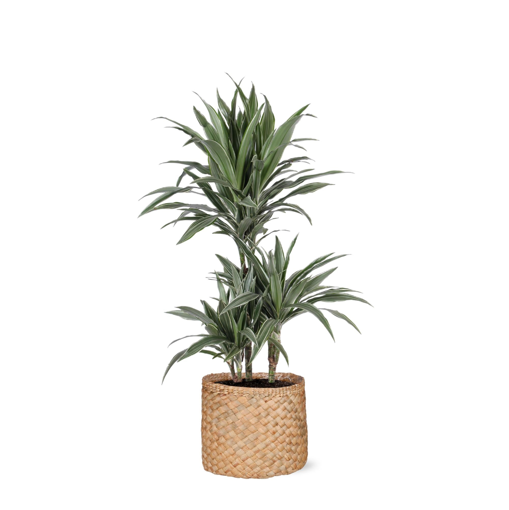 Dracaena Warneckii Ø21cm - ↕65cm in Albury NATURAL mand