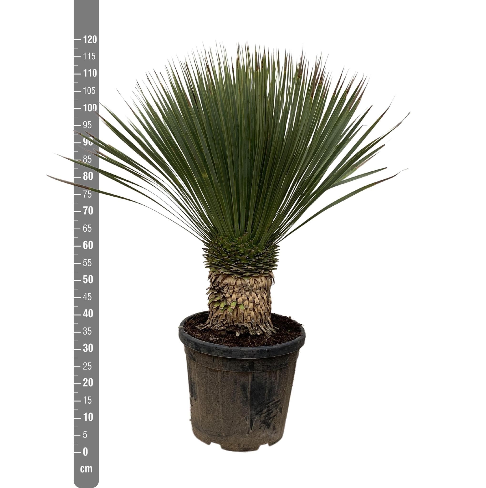 Yucca Rostrata - 120cm - Ø35