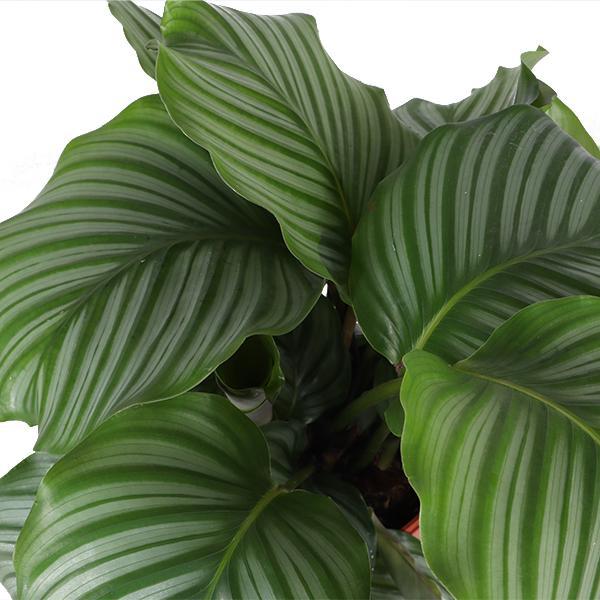 Calathea Orbifolia Ø21cm - ↕70cm im blauen VIBES-Topf