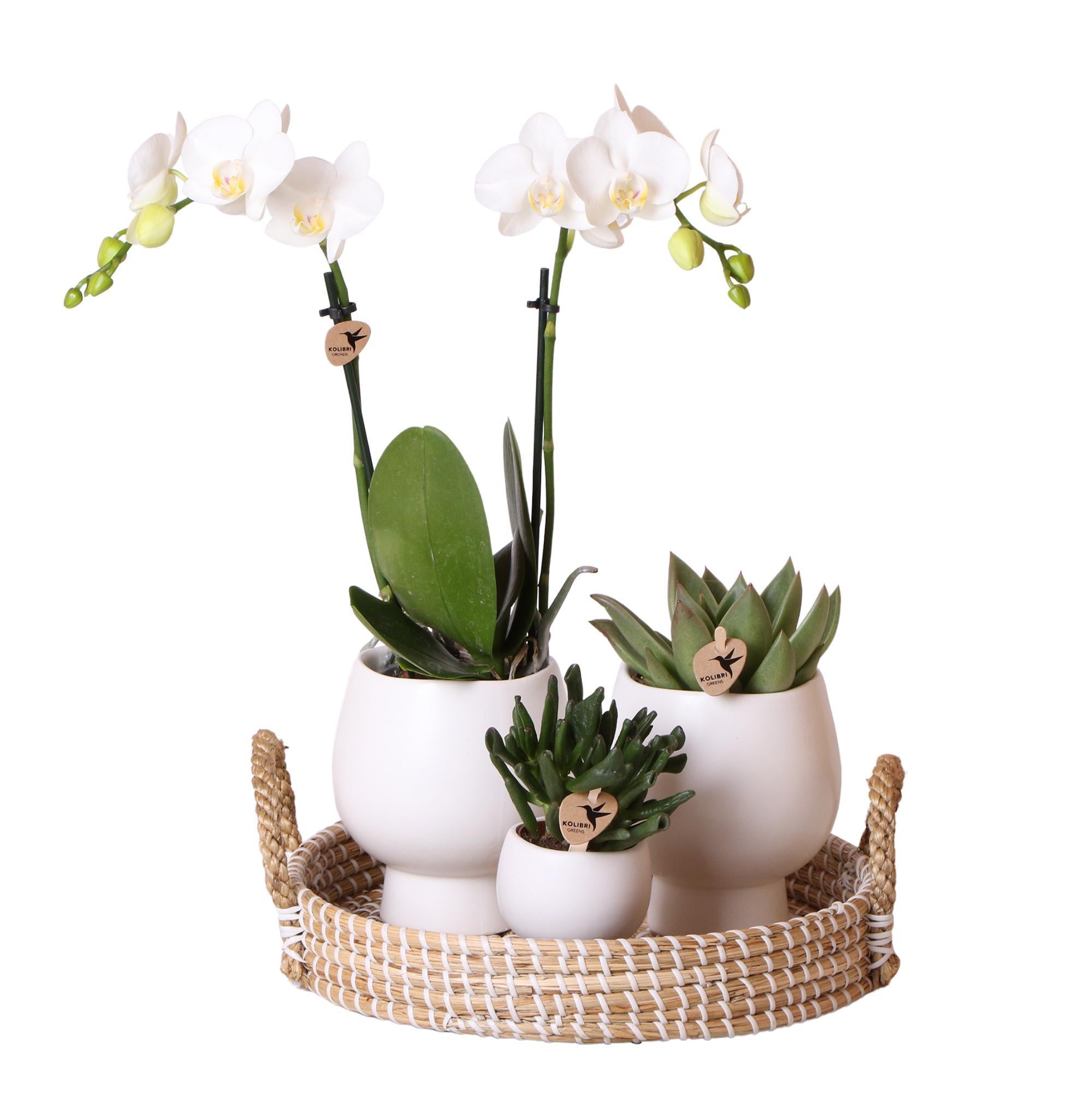 Hummingbird Company | Gift set Scandic white | Plant set with white Phalaenopsis Orchid and Succulents incl. ceramic decorative pots