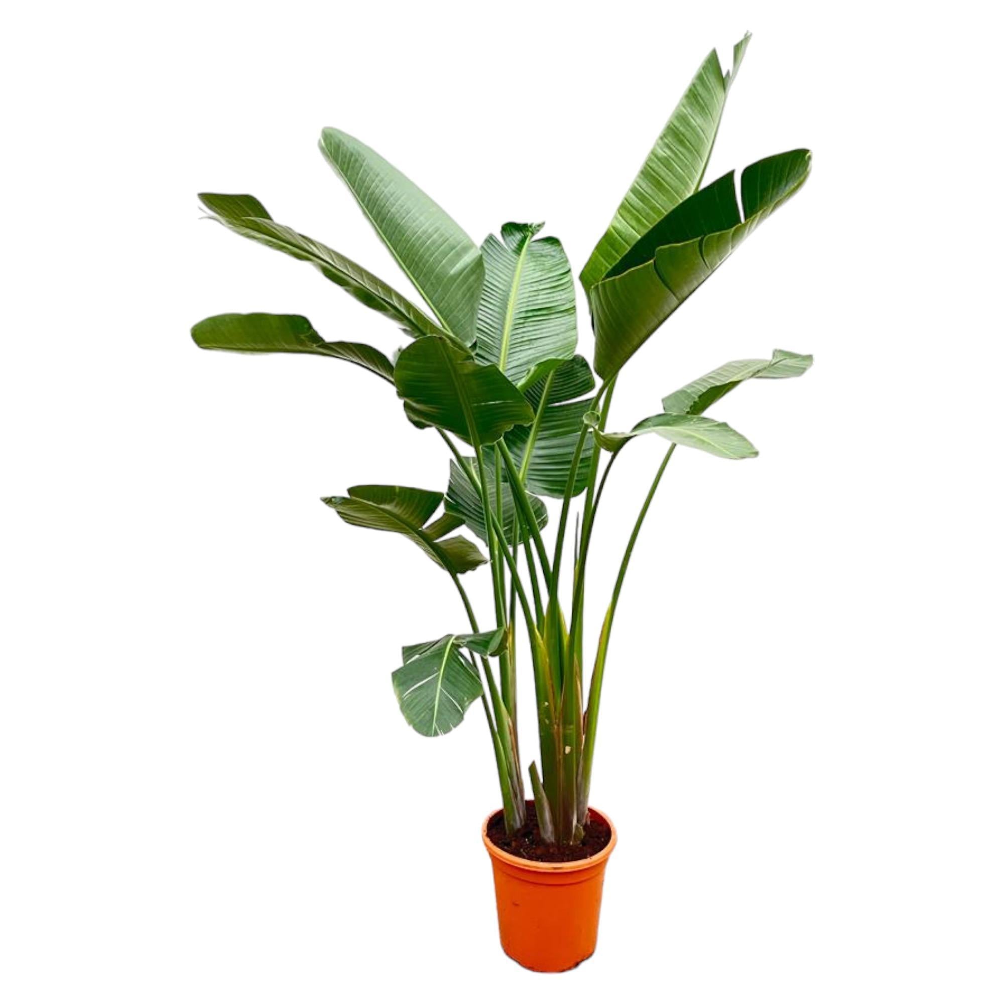 Strelitzia Augusta de luxe XXL - 250cm - ø38