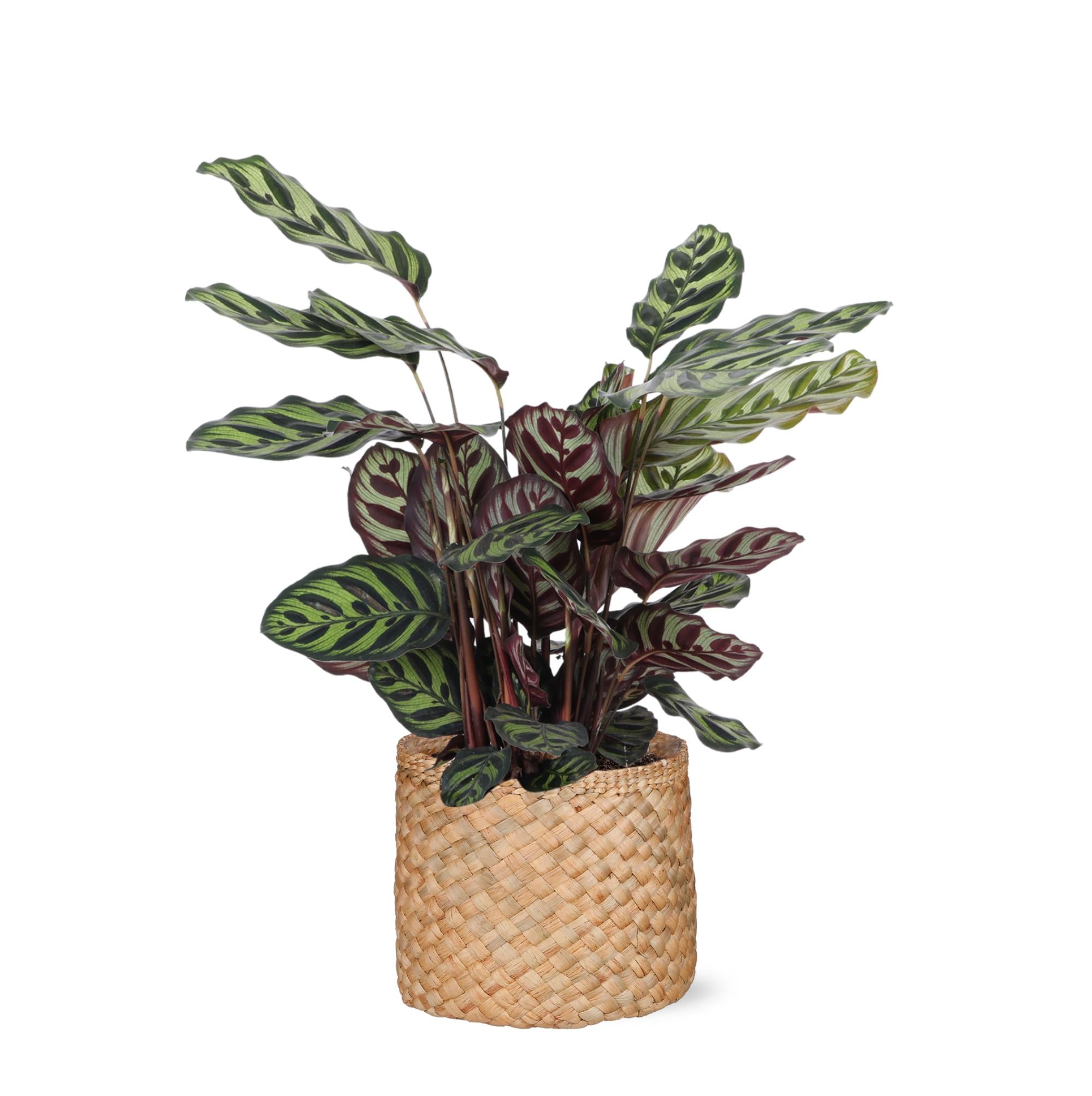 Calathea Makoyana Ø21cm - ↕70cm in Albury NATURAL basket