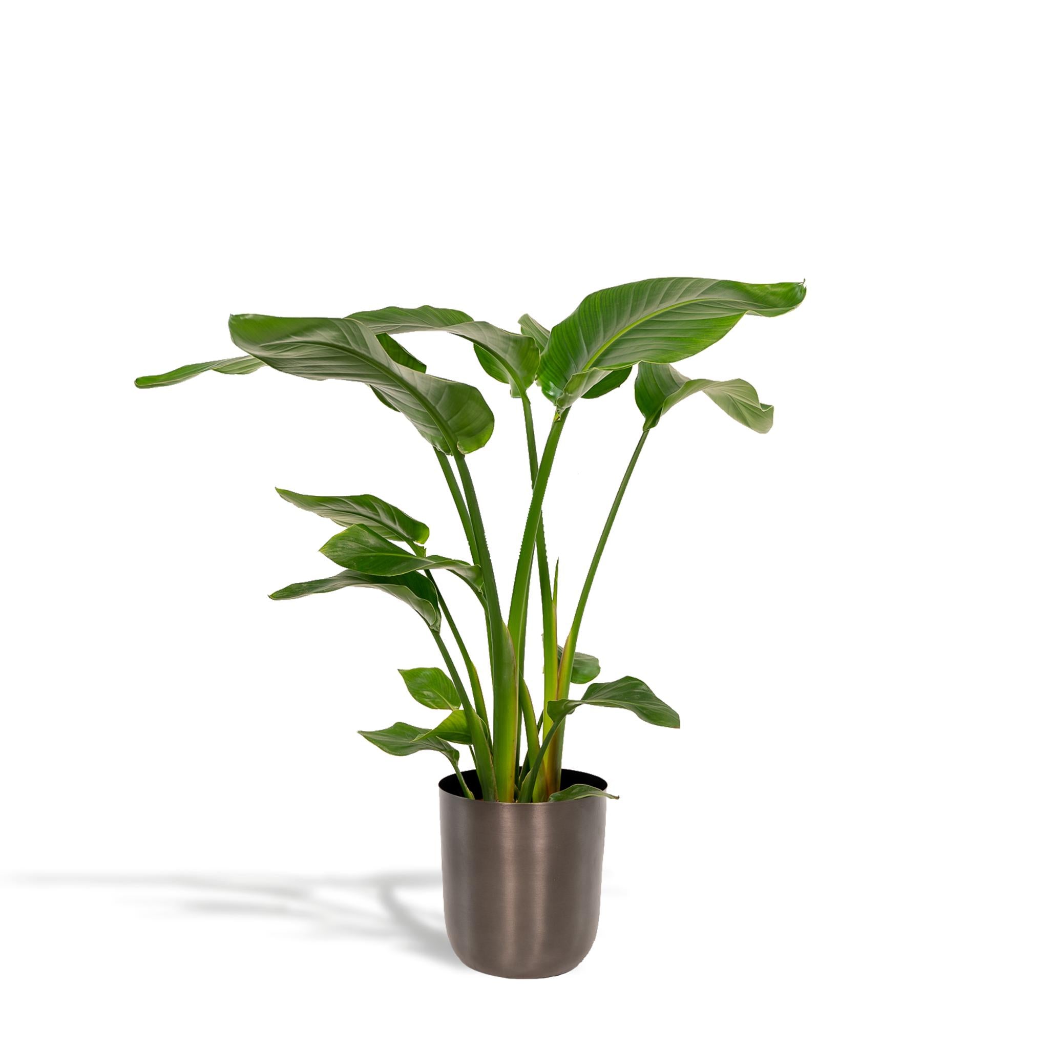 Strelitzia Nicolai - ↨90cm - Ø19cm + Pot Mayk Lead