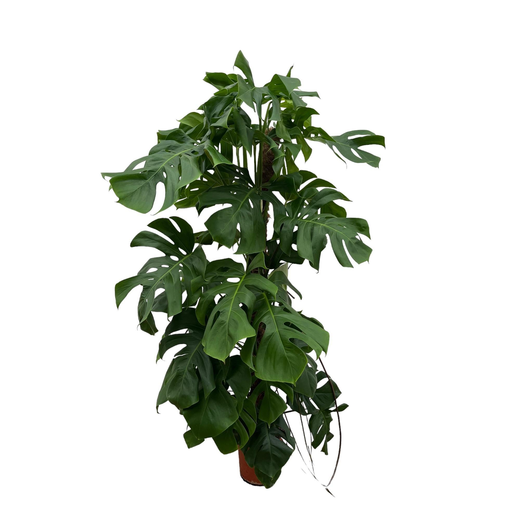 Monstera Deliciosa XXL – 150 cm – ⌀27