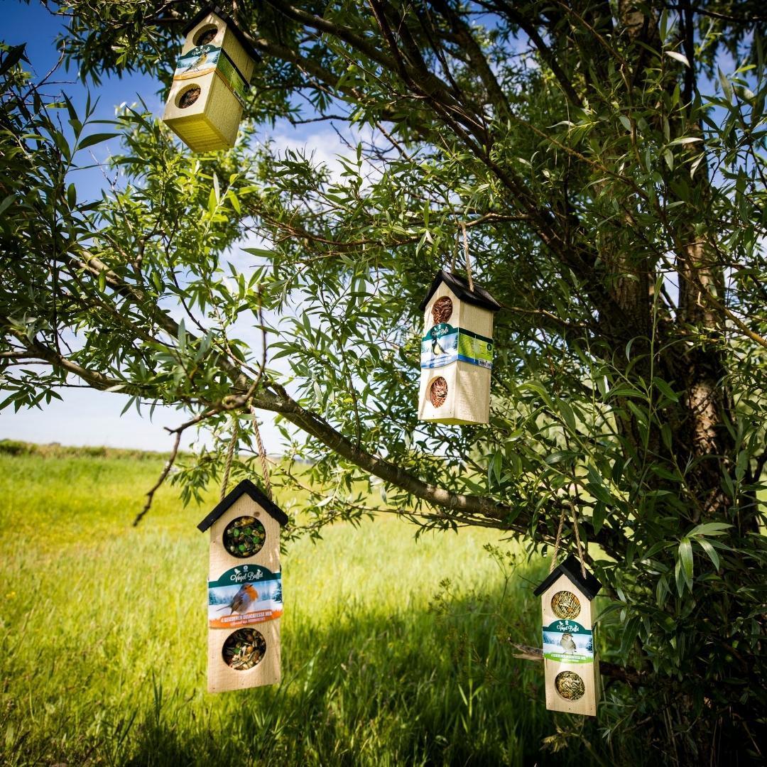 Vogelbuffet | Chalet-Futtervogelhaus | 500 Gramm – Rotkehlchen