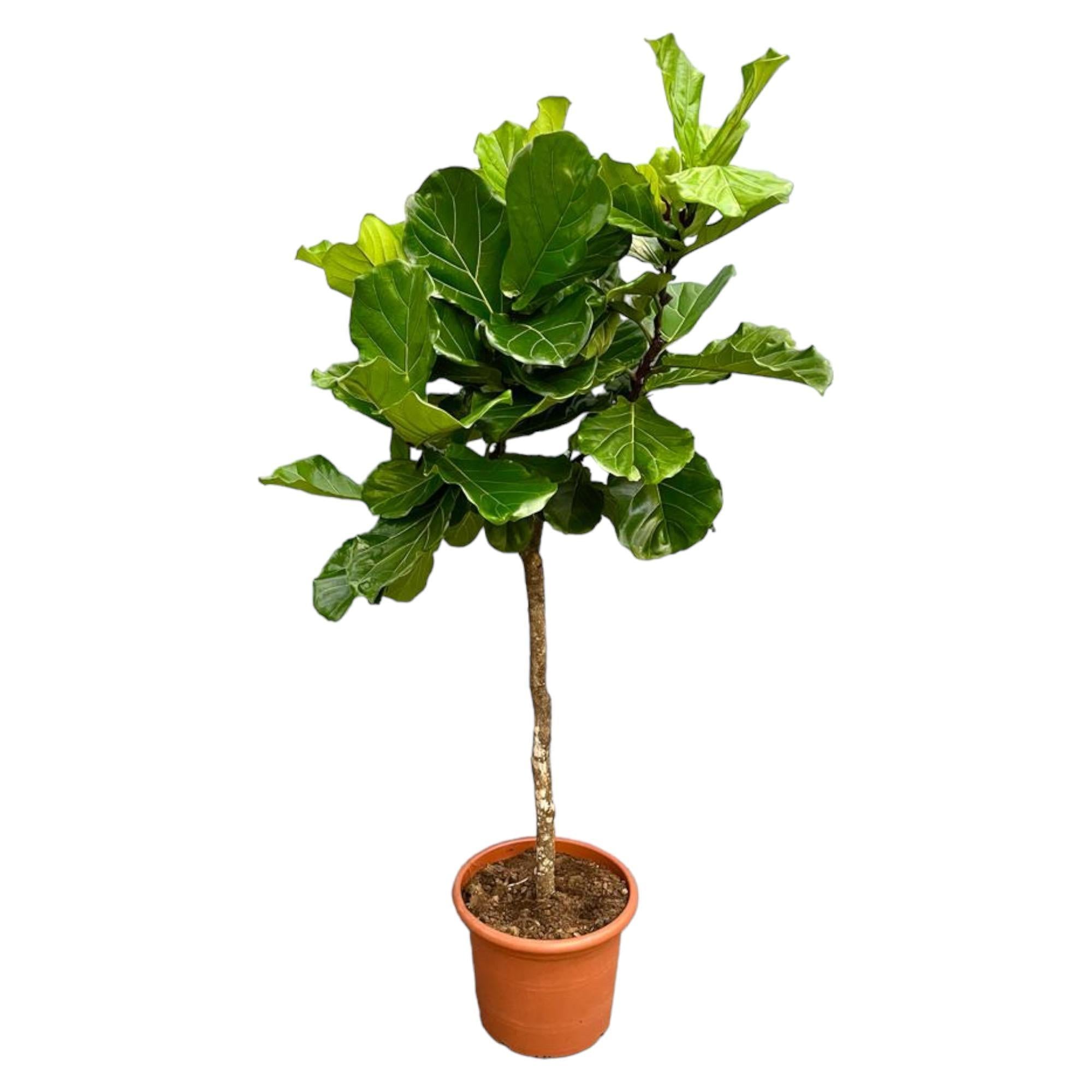 Ficus Lyrata Baum XXL - 210 cm - ø40