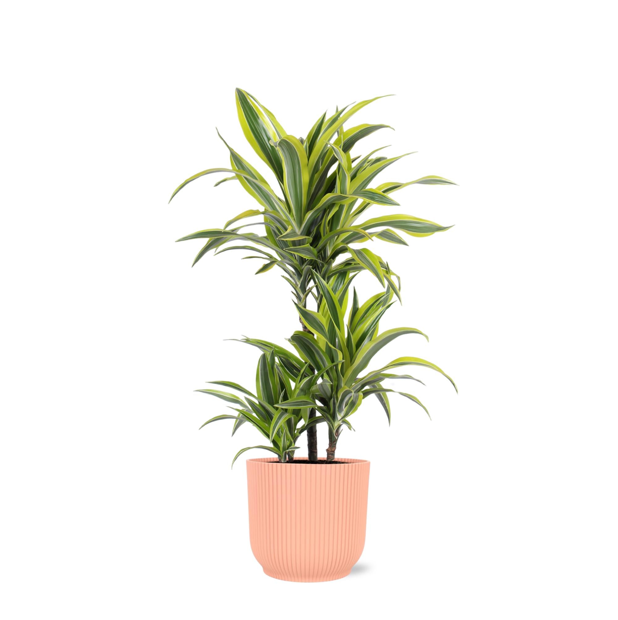 Dracaena Lemon Lime Ø21cm - ↕65cm im Vibes PINK Topf