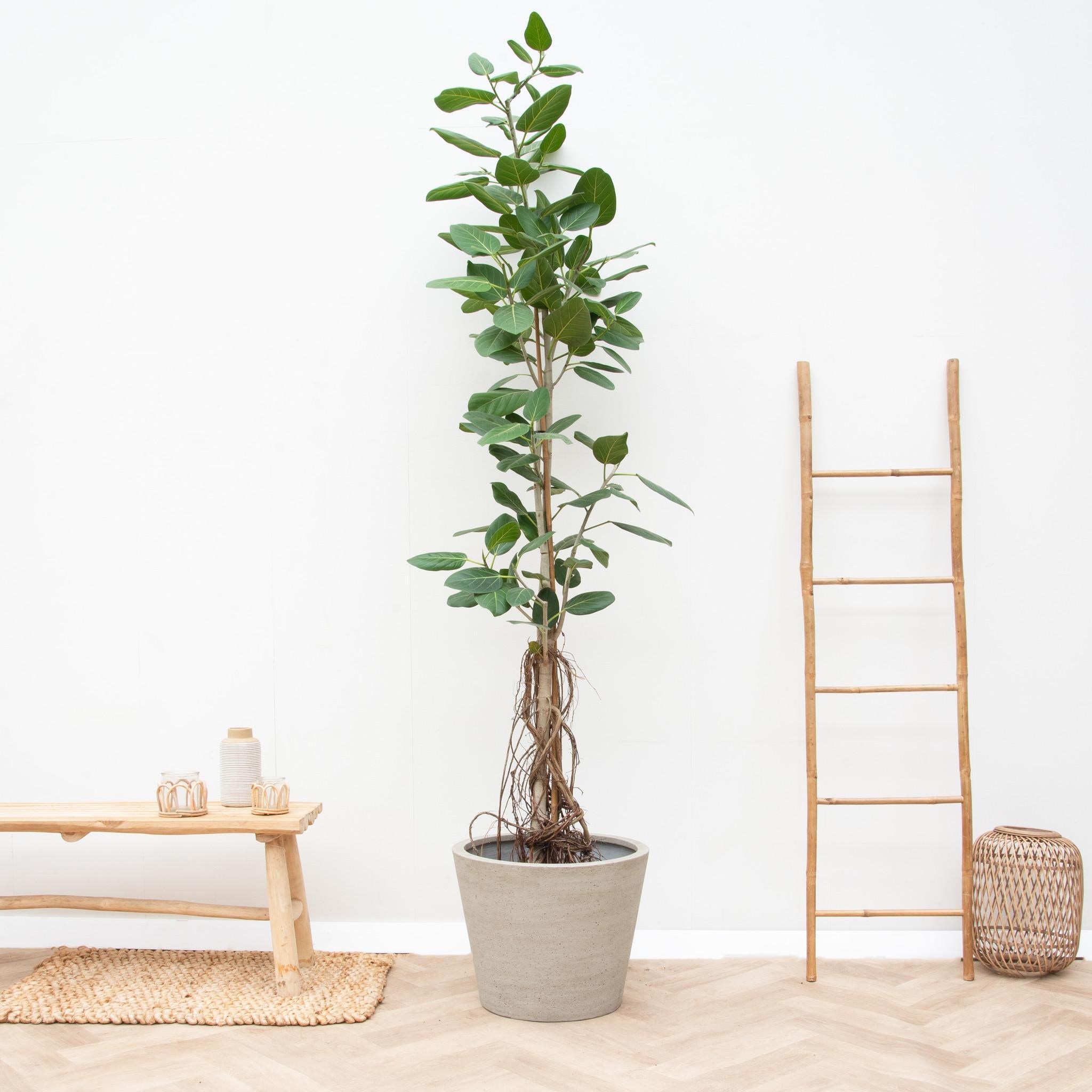 Ficus Benghalensis Audrey On Stem With Hanging Roots - 220cm - ø45