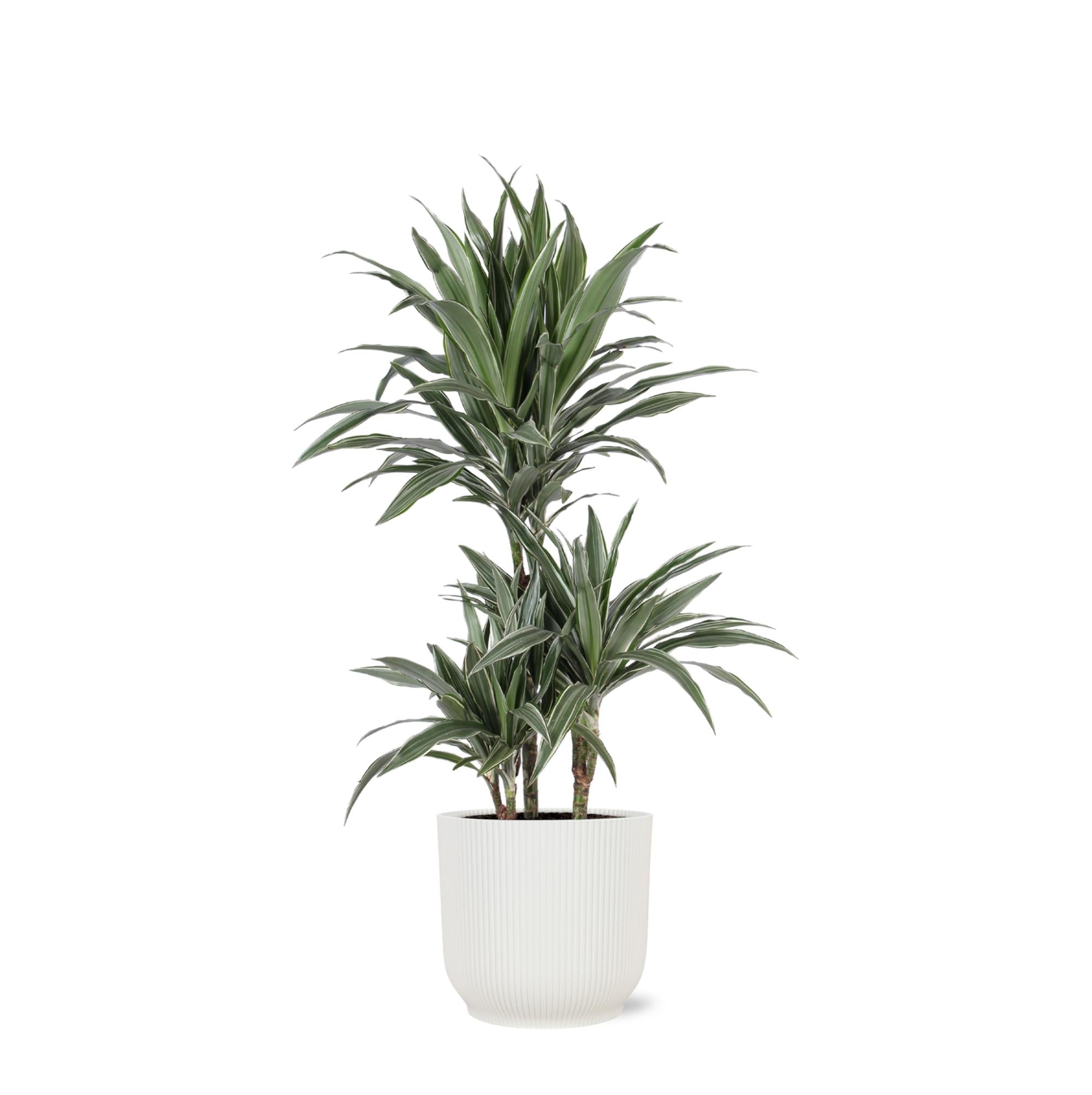 Dracaena Warneckii Ø21cm - ↕65cm im Vibes WHITE Topf