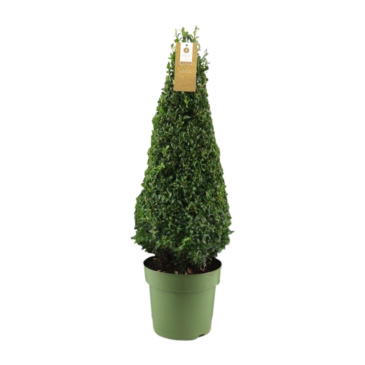 Buxus Semp. Pyramide 55cm P21 - Ø21cm - ↕75cm