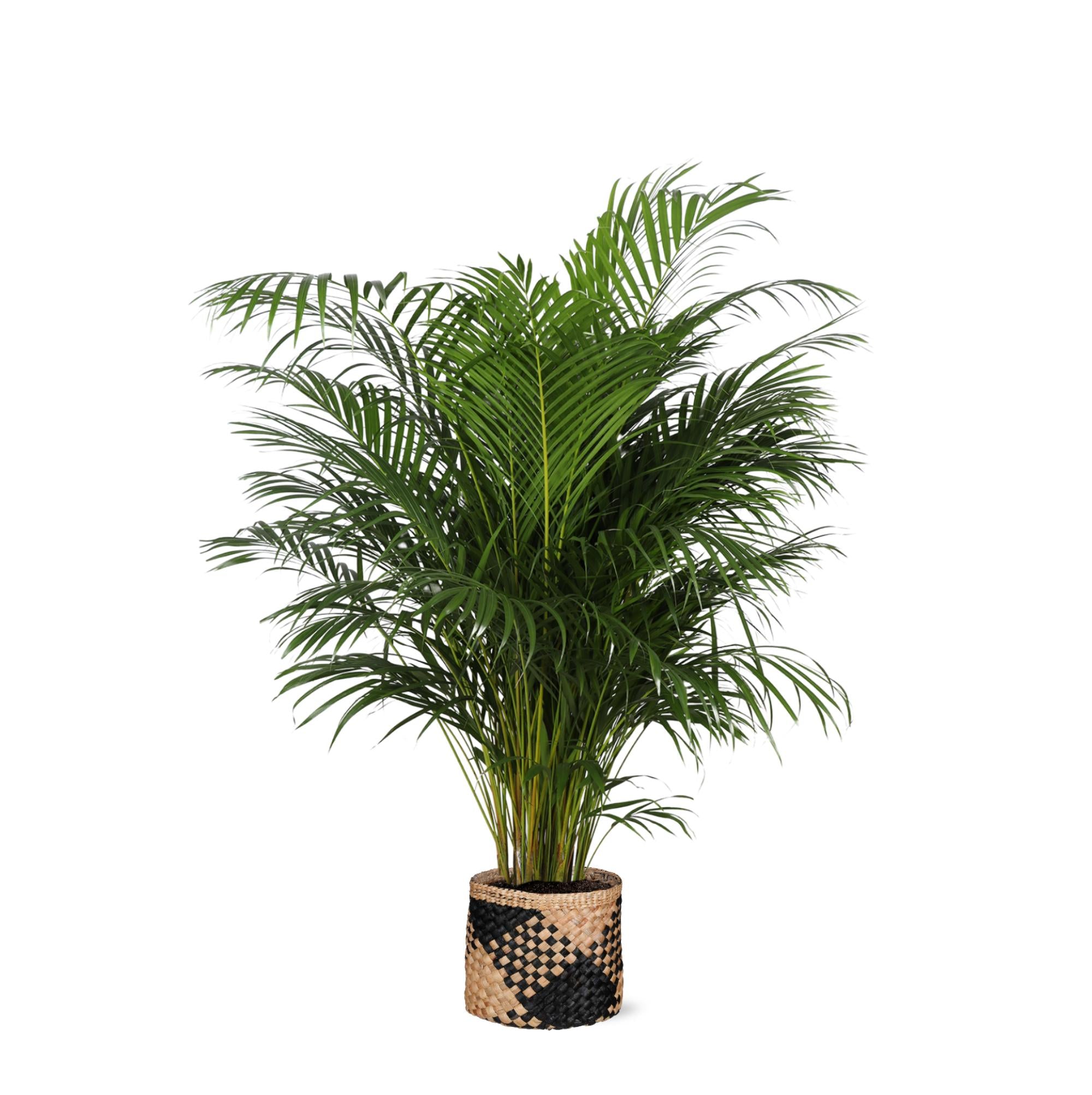 Dypsis Lutescens (Areca-Palme) Ø27cm ↕160cm im Albury BLACK-Druckkorb