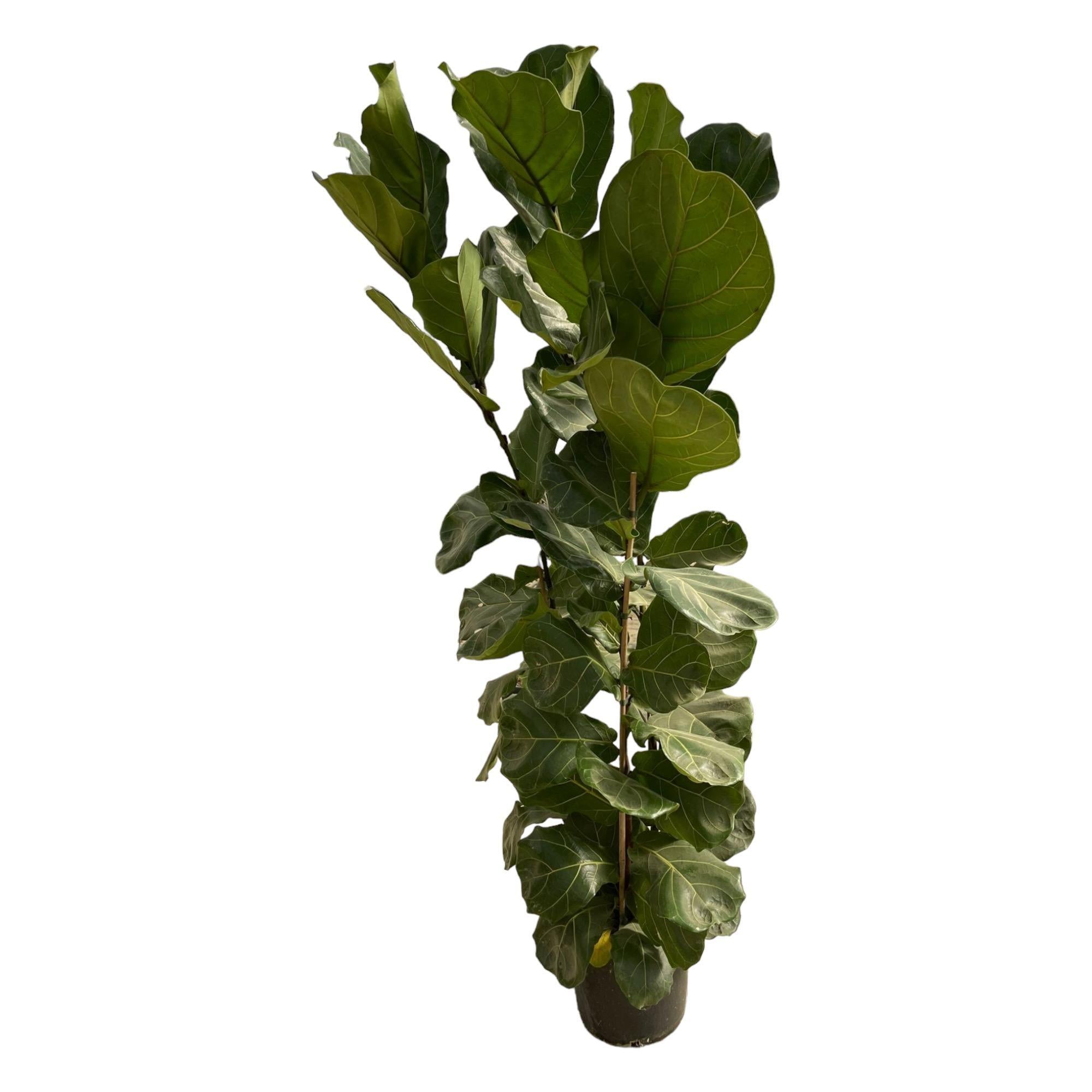 Ficus Lyrata shrub - 180 cm - Ø30