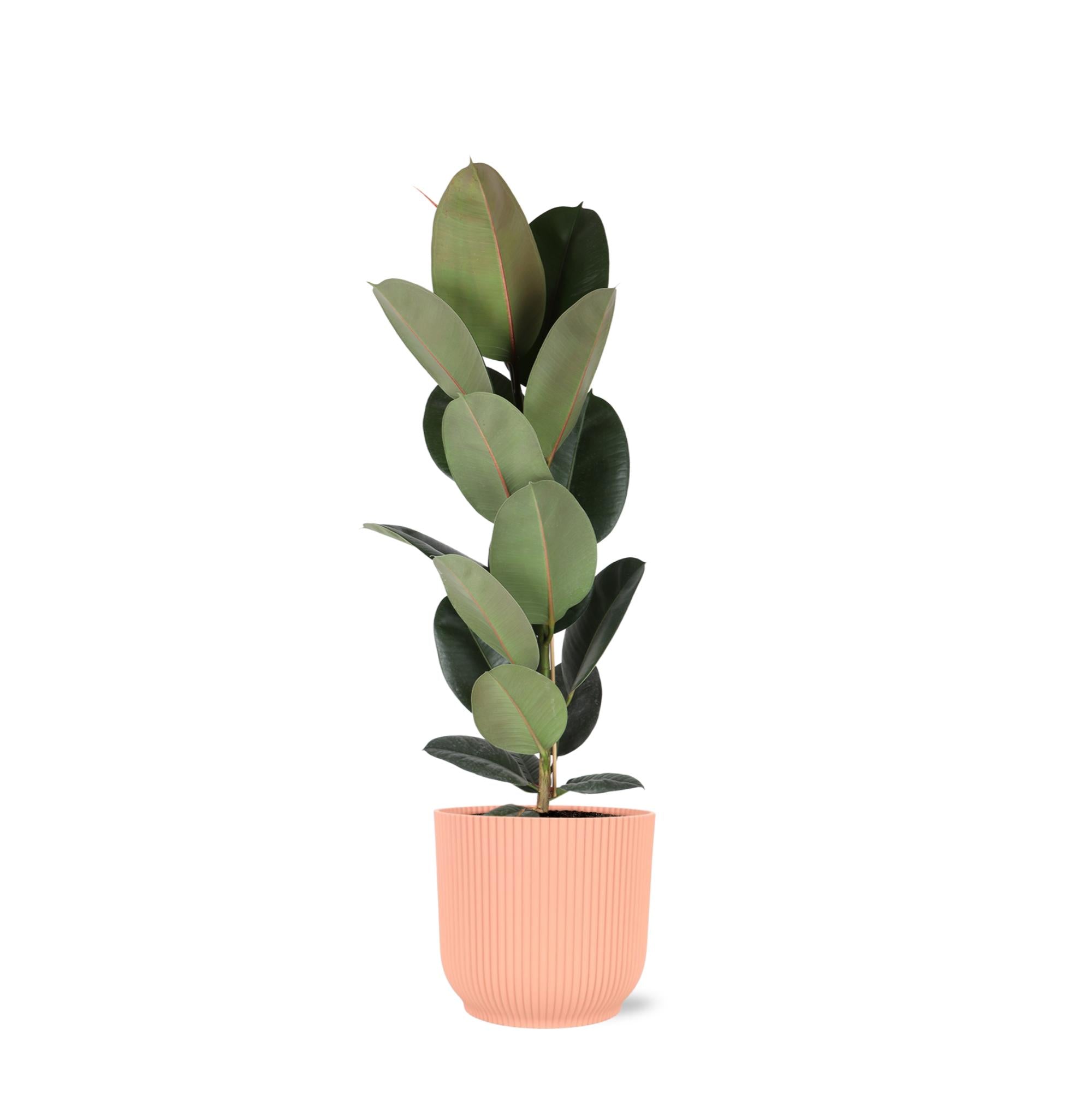 Ficus Elastica Robusta – Ø21cm – ↕90cm im Vibes PINK Topf