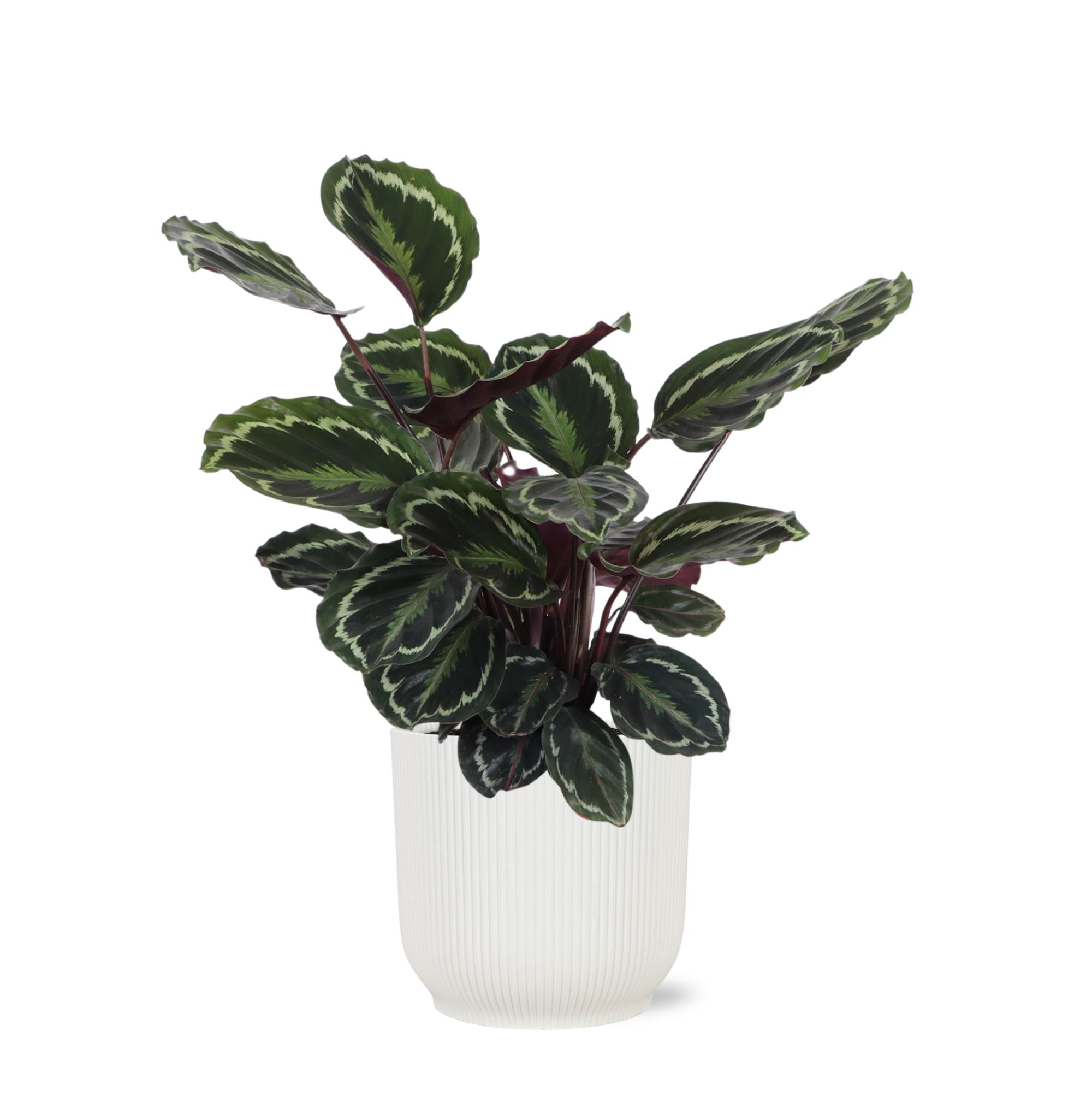 Calathea Medallion Ø21cm - ↕70cm in Vibes WHITE pot