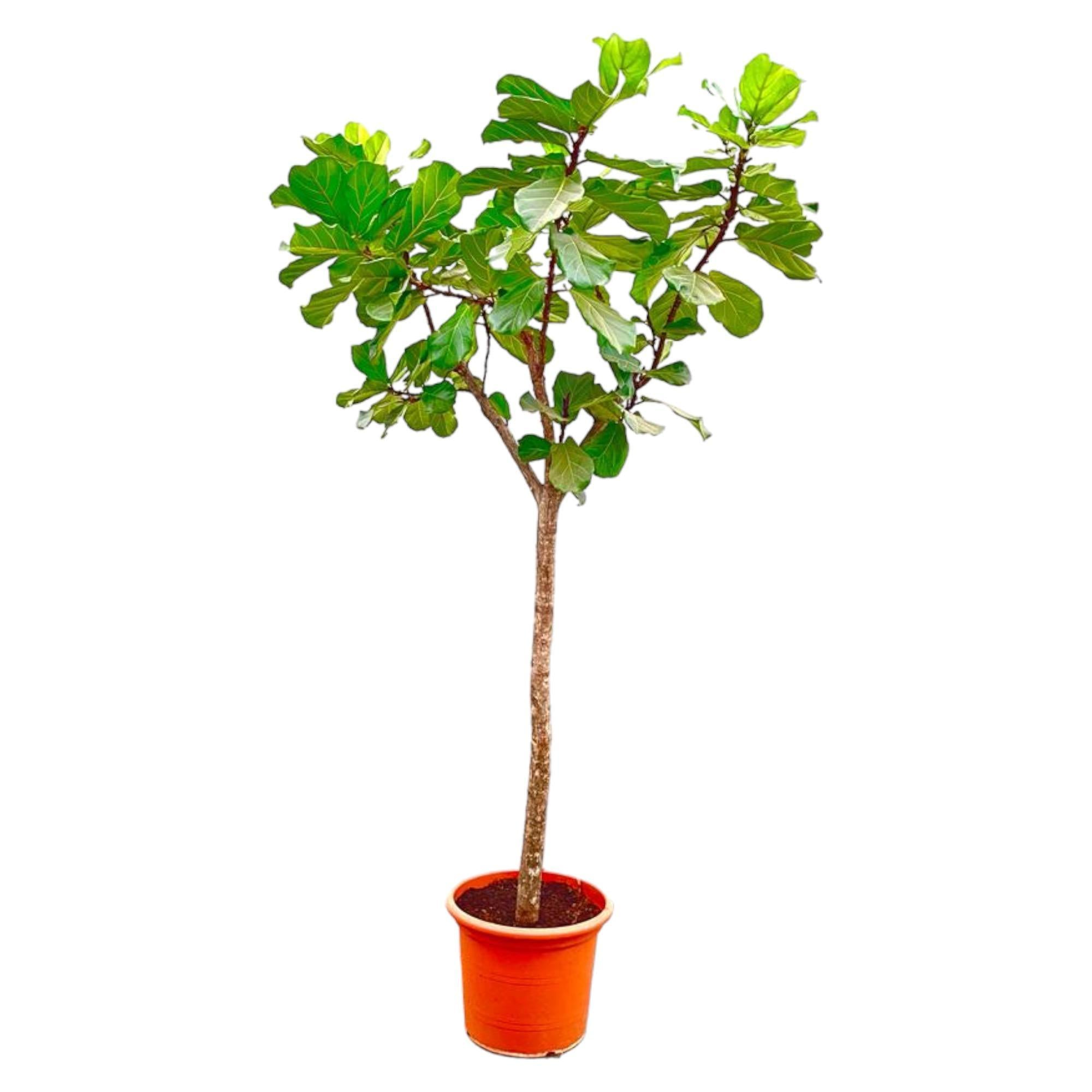 Ficus Lyrata-Baum XXXL – 300 cm – ø55