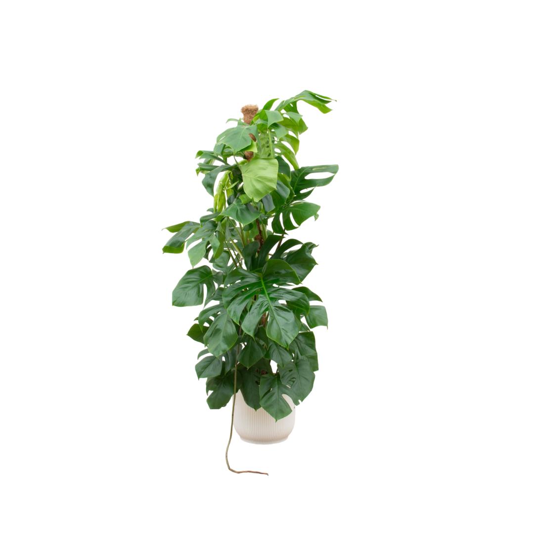 Combi deal - Monstera Pertusum XL including elho Vibes Fold Round white Ø30 - 150 cm