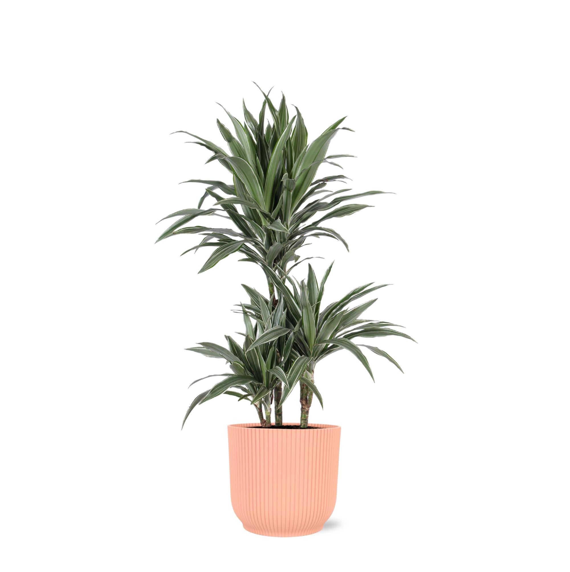 Dracaena Warneckii Ø21cm - ↕65cm in Vibes PINK pot